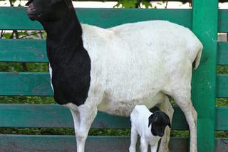 W Warszawskim Zoo urodziła się owieczka somalijska