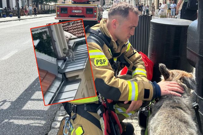 Niezwykła akcja strażaków na Nowym Świecie. Pies hasał po dachu kamienicy