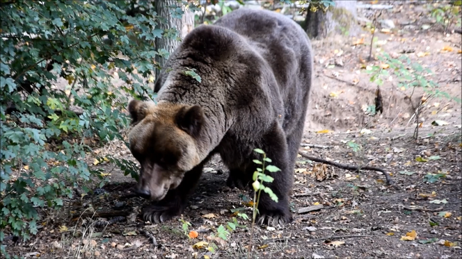 Jak niedźwiedzie w Zoo w Poznaniu szykują się do zimy? Dwa już śpią, a reszta...je