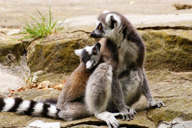 12 Łódzkie Zoo to obowiązkowy punkt dla całych rodzin
