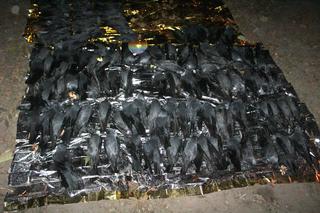 150 martwych ptaków na Mokotowie. Mogły zatruć się toksyną. „Uszkodzony przewód pokarmowy, oddechowy i serce”