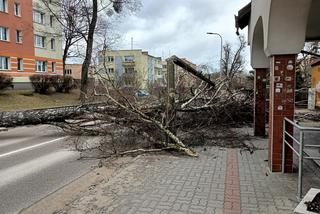 Szkody po Orkanie Eunice. Zrywało dachy, wyrywało grube drzewa, brakowało prądu