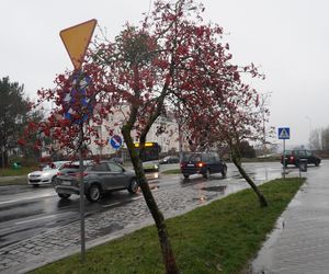 To najmłodsze osiedle Olsztyna. Ma tylko 17 lat. Wcześniej były tam pola i łąki