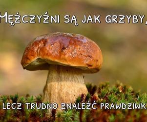 Memy o grzybobraniu 2022