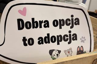 Akcja adopcyjna Fundacji Dobre Ludki w Grudziądzu