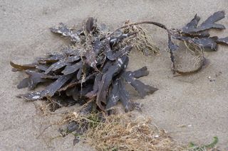 Wakame u brzegów Portugalii! Egzotyczne algi zagrażają rajskim plażom. Biolodzy ostrzegają