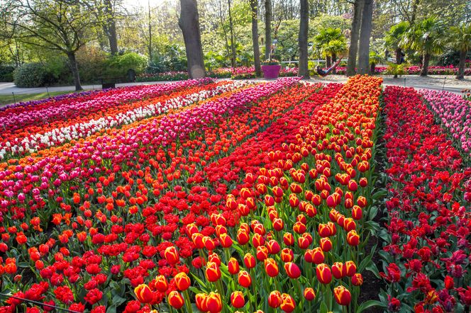 Ogród Keukenhof w Holandii