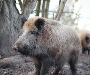 Stada dzików na ulicach. „Chrumkają i spacerują środkiem drogi”