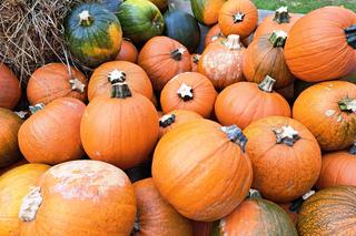 Święto Dyni Rzuchowa 2022