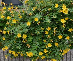 Dziurawiec 'Hidcote'