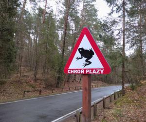 Wiosna na Roztoczu. Obudziły się już żaby