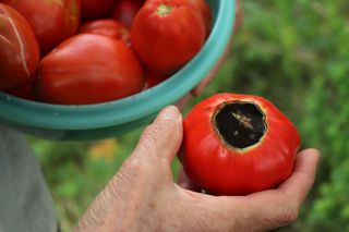 Sucha zgnilizna wierzchołkowa pomidora