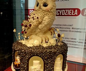 Sowa, Bydgoszcz