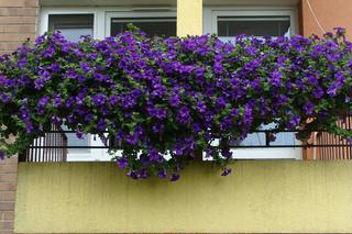 Najpiękniejsze balkony w Starachowicach