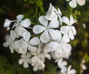 Ponadczasowa biel na balkonie. Top 7 roślin kwitnących na biało