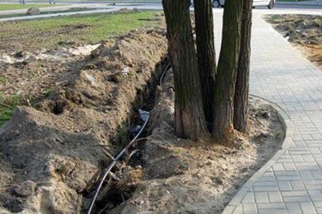 Uszkodzenia drzew. Ochrona drzew w mieście