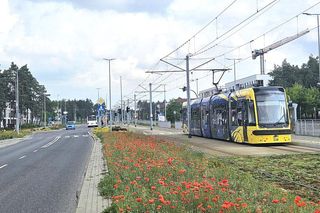 Kwietne łąki w Toruniu. MZK chwali się estetycznymi i ekologicznymi walorami