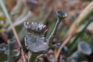 Leśne dziwadła z Karkonoszy. Wyglądają jak z innej planety!