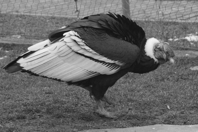 Śląskie ZOO: Nie żyje Baltazar, 57-letni kondor wielki