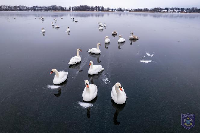 Zachowanie łabędzi niepokoi mieszkańców. Życie ptaków zagrożone?