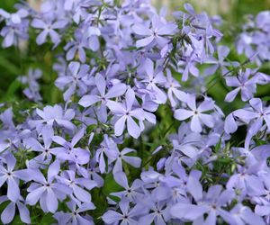 Floks kanadyjski - Phlox divaricata - niska bylina o uroczych kwiatach