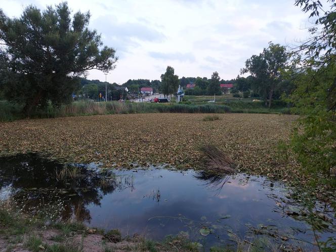Rozpoczęli oczyszczanie Pasternika. Wątpliwości ornitologów i wędkarzy