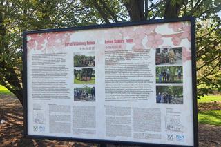 Kwitnące wiśnie i magnolie w Ogrodzie Botanicznym w Powsinie