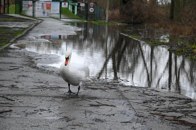 Podtopienia w Szczecinie