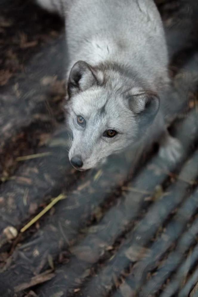 Krysia i Rysia miały być futrem, zamieszkały w fundacji