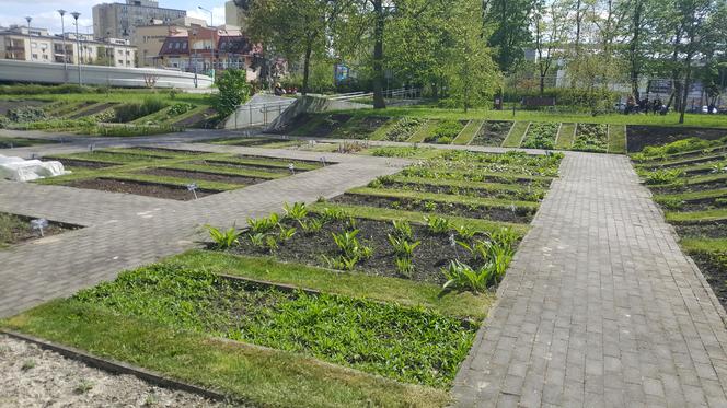 W Bydgoszczy jest jeden taki ogród, gdzie rośnie aż 200 gatunków roślin leczniczych i kosmetycznych. Można go zwiedzać!