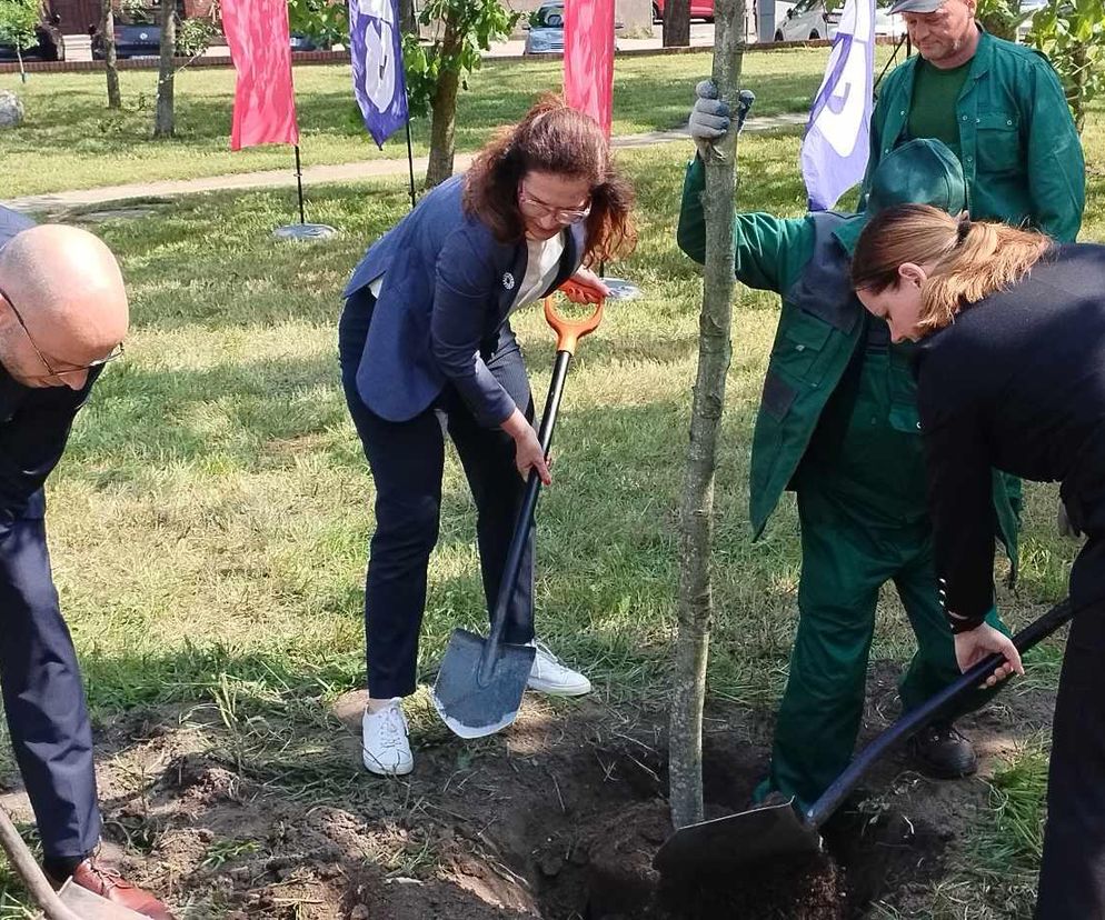 Obietnica frekwencyjna dotrzymana! Prezydentki Gdańska i Gdyni zasadziły drzewo [GALERIA]