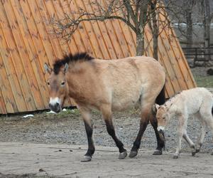 Mały konik Przewalskiego w Warszawskim ZOO