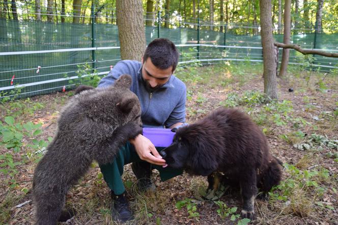 Zoo w Poznaniu: Cisna ma nowego przyjaciela. To 5-miesięczny mastiff tybetański! [ZDJĘCIA, WIDEO]