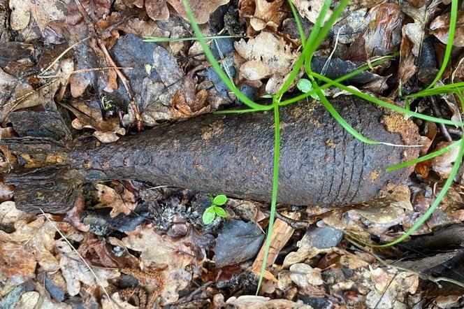 Kolejny niewybuch znaleziony na Dolnym Śląsku. Znalezisko z lasu pod Kościelnikiem zostało zabezpieczone