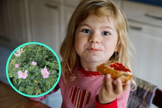 Łagodzi biegunki, pomaga w leczeniu stawów i wzmacnia odporność. Babcia karmiła nas nią codziennie