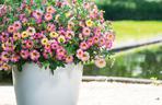 Calibrachoa Chameleon Cherry Banana