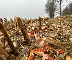 Pan Jan wpadł pod kombajn ścinający kukurydzę! Dramat rolnika