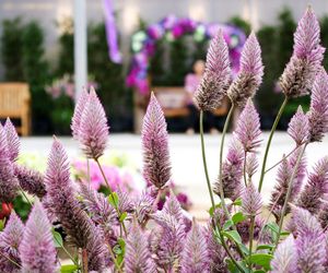 Ptilotus exaltatus 
