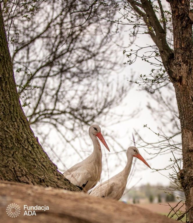 Naziemnne gniazda bocianów