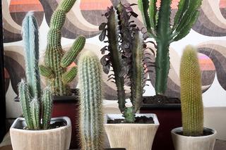 Kaktusy w doniczkach: aranżacja