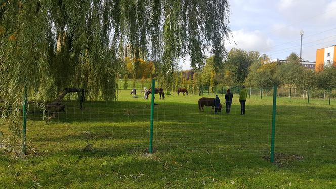 Pastwisko dla koni w Sosnowcu