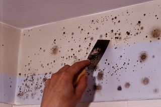 Pleśń w domu. Jak jej uniknąć stosując tynki i gładzie wapienne?