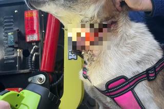 Ktoś poderżnął gardło suczce, a potem porzucił jak śmiecia! Bambi konała w męczarniach [ZDJĘCIA]