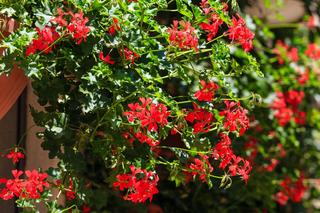 Pelargonia kaskadowa