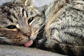 Oto kotki naszych czytelników. Zobacz, jakie to słodziaki!