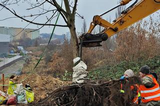 Nasadzenia przy ulicy Bożeny w Szczecinie