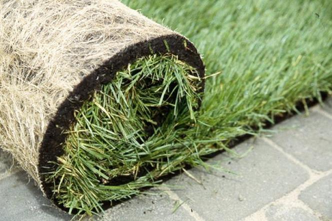 Trawnik - aksamitny dywan