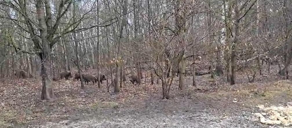 Ktoś wyrzucił spleśniałe kanapki do lasu. To może bardzo zaszkodzić zwierzętom