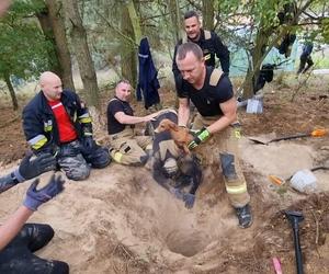 Dramatyczny finał za kotem. Jagódka utknęła głęboko pod ziemią