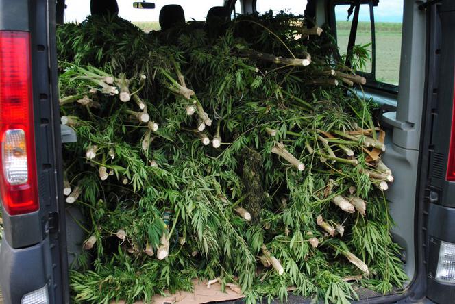 Zlikwidowana plantacja marihuany w okolicach Przeworska